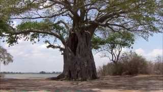 Afrika Der Malawisee  See der Sterne DOKU [upl. by Neiviv]