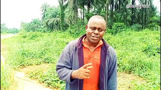 Making 10 million Naira from Malaysian Supergene Oil Palm Investment in A Year [upl. by Enyamart]