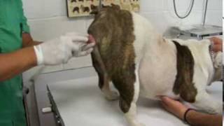 bulldog maximo inseminacion dia 1 [upl. by Cacilie344]