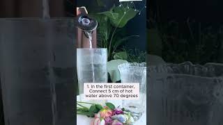 Care tips for wilted roses gardeninggoals gardeningistherapy gardeningtips gardeninglife [upl. by Derby78]