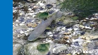 Fly fishing the Idrija River in Slovenia [upl. by Cirtemed]