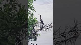 Anhinga Enjoying Fesh Catch fishing birds florida [upl. by Hamfurd]