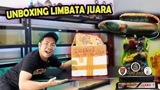 UNBOXING IKAN CHANNA LIMBATA JUARA SERING KALAH SEKARANG MENANG HOC SURABAYA [upl. by Vod]