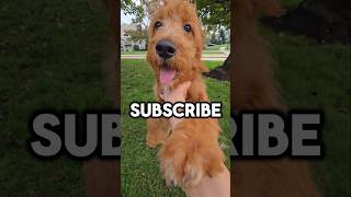 ✨️SUBSCRIBE FOR SOMETHING COOL TO HAPPEN✨️ shorts puppy dog [upl. by Puto]