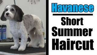 Havanese Grooming  Short Haircut Tutorial [upl. by Evangelina]