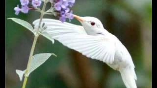 Albino Hummingbird [upl. by Ecirtaed]