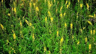 Turita mare o alta buruiana miraculoasa  Agrimonia Eupatoria [upl. by Inafit]