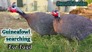 Guineafowl are looking for food [upl. by Kornher]