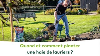 JARDIN DORNEMENT  Quand et comment planter une haie de lauriers [upl. by Drofnas454]