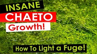 Insane Chaeto Algae Growth  How to light your refugium with Chaetomorpha [upl. by Heyra]