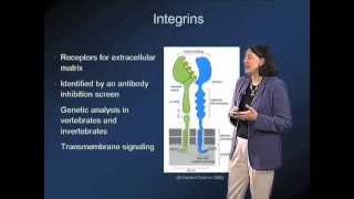 Integrins in cancer  Mary Beckerle Utah [upl. by Latsyk]