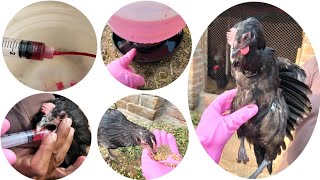 How to Help a Sick Chicken  Dr ARSHAD [upl. by Benn]