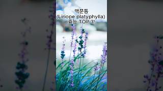 맥문동Liriope platyphylla의 효능 TOP 3 [upl. by Nahtnoj]