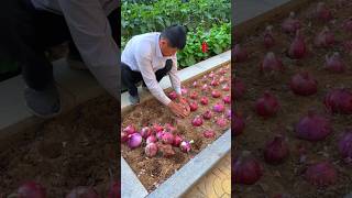 Episode 122 Planting vegetables in your own yard harvesting delicious food and beauty [upl. by Allekim]