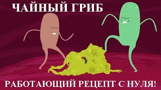 Чайный гриб с нуля Без плесени Работающий рецепт [upl. by Hanikas]