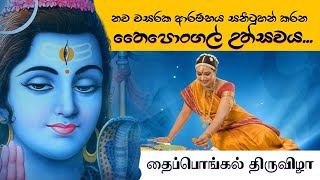 හැමෝම කතා කරන මොකක්ද මේ තෛපොංගල් දිනය  Thai Pongal Festival  தைப்பொங்கல் திருவிழா  vinividatv [upl. by Fredel674]