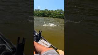 Finding Copper on the Flats kayakfishing [upl. by Boff]