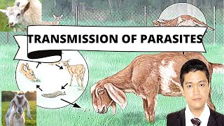 VET PARA 1  Modes of Transmission of Parasites  Chapter 2 [upl. by Bordiuk319]