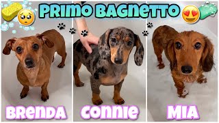 PRIMO BAGNETTO AI NOSTRI NUOVI CUCCIOLI Bassotti nani🐶🐾🛁 [upl. by Morentz]