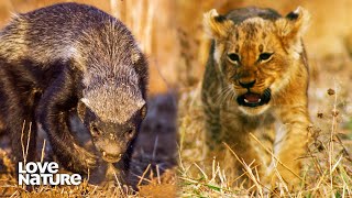 Mother Honey Badger Battles with Young Lions to Protect Cub  Creative Killers 101 [upl. by Wyatt]