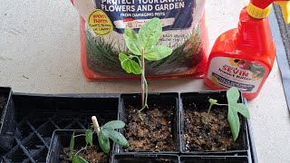 Part 4 Healthy cuttings need protection from bugs amp fungus gnats which eat the roots Edible safe [upl. by Adniram943]