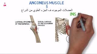 anconeus muscle [upl. by Anh]