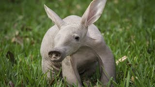 Aardvark  Animal of the Week [upl. by Blondie803]