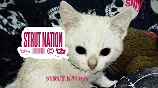 tisakorean  sTrUt nAtIoN official visualizer [upl. by Sabelle84]