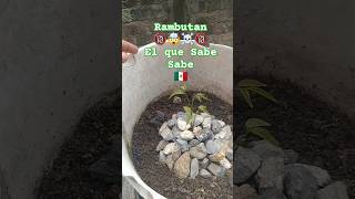 ☠️Cuidado☠️🤯botanik mexicoalnatural smooke plantas jardinería [upl. by Nohj]