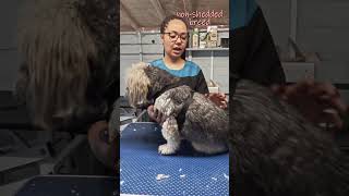 Introducing a Lhasa Apso dog grooming [upl. by Arracat289]