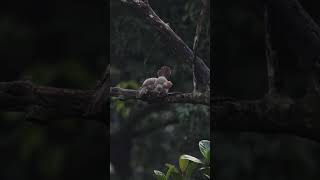 Babbler Couple babbler birds couple wetime dating funtime selfcare backyardwildlife 4k [upl. by Awahsoj450]