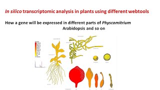 In silico transcriptomic analysis in plants  Physcomitrella  Arabidopsis [upl. by Assyral647]