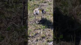 Masked lapwing lays eggs [upl. by Charmion88]