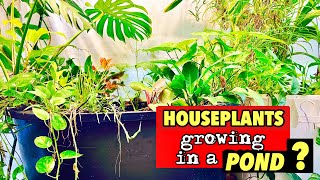 The Ultimate Green Oasis HOUSEPLANTS Thriving for 2 Years in a Fish Pond [upl. by Ahsenid381]