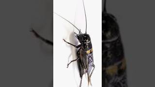 Male Crickets produce stridulation sounds to attract female crickets to mate [upl. by Meensat888]