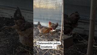 Zielononóżki jedzą śniadanie 🐓 chicken egg farm [upl. by Fillander553]