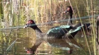 PATODOMATO CAIRINA MOSCHATA MUSCOVY DUCK PATOALMISCARADO PATO SELVAGEM [upl. by Ennairak]