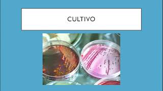 Diagnostico de laboratorio de Mycobacterium tuberculosis [upl. by Ecirtemed]