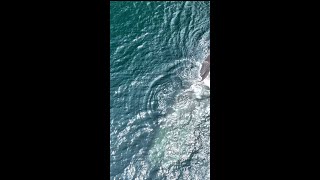 Sperm Whale spotted in Monterey Bay [upl. by Davy]