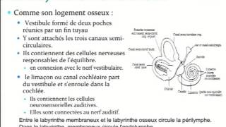 Elearning Plongée Niveau 4  Loreille [upl. by Derdlim791]