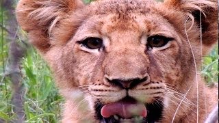 Safari für die Seele Abenteuer und LuxusSafaris in Südafrika [upl. by Guss]