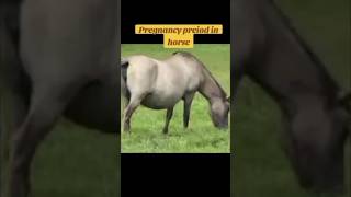 Pregnancy period of horse animal horse equine pregnancy [upl. by Aydiv]