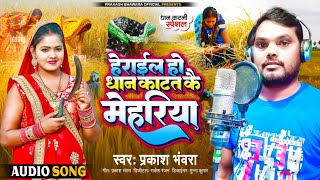 धानकटनीस्पेशल हेराईल हो धान काटत के मेहरिया prakash bhavra herayilhodhaankatatke mehriya [upl. by Maharg]