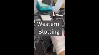 How to perform western blotting [upl. by Mahseh]