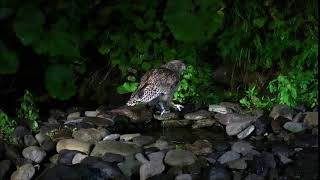 Blakistons fish owl catching fish in Rausu in Hokkaido [upl. by Icram984]