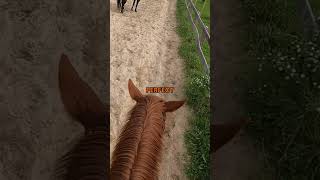 🤫🐴 Does your Horse Do This shorts horseriding horse [upl. by Annwahsal]