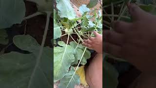 Gardening follow ytshots homegrown vegetables subscribe shortvideos viralvideo [upl. by Bandur27]