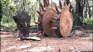 Use a sharp stick like a car tire to put a pigwildlife bigpig pigging [upl. by Rehpotsirhk724]