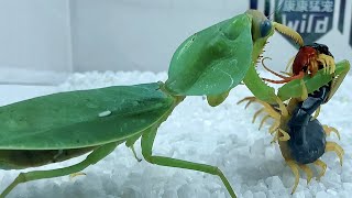 Mantis vs centipedeThe battle of life and death between centipede and mantis 圆盾螳螂vs少棘蜈蚣 [upl. by Taran558]