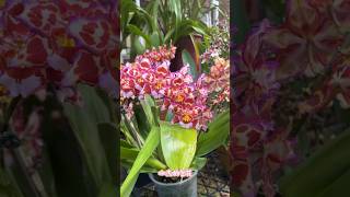 大花文心兰花量是去年的两倍啦！Wilsonara Tan Treasures ‘Puppy Pleasure’ orchids 兰花 [upl. by Toffey272]